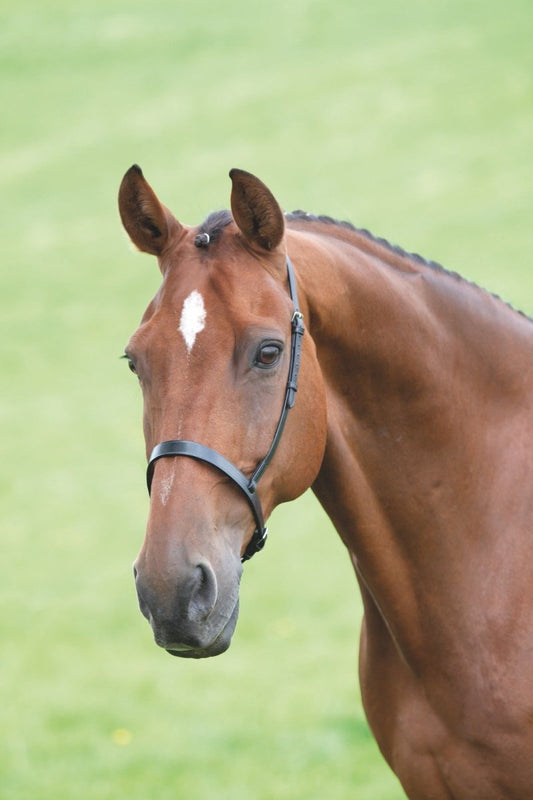 Velociti GARA Cavesson Noseband - Black - Cob