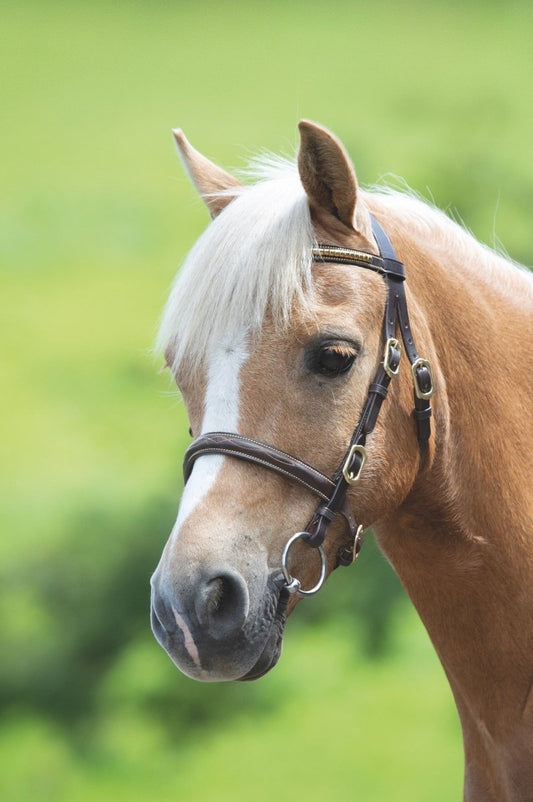 Velociti GARA Clincher Inhand Bridle - Black - Cob