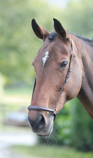 Velociti GARA Drop Noseband - Black - Cob