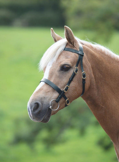 Velociti GARA Plain Inhand Bridle - Black - Cob