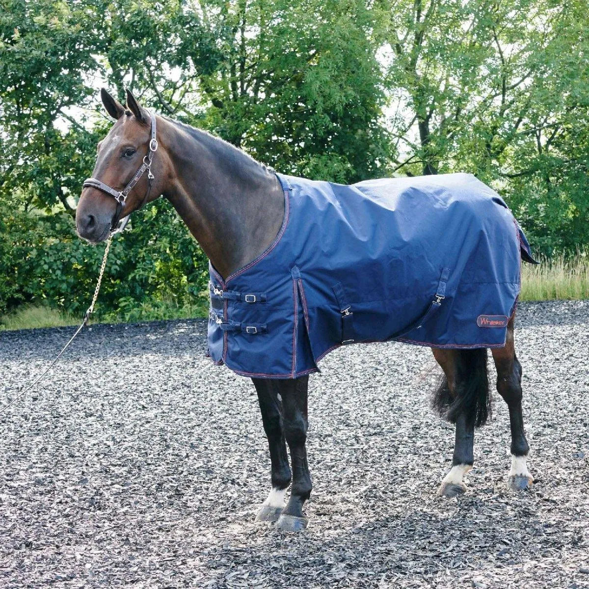 Whitaker Rastrick Turnout Rug 200Gm - Navy - 4'9"