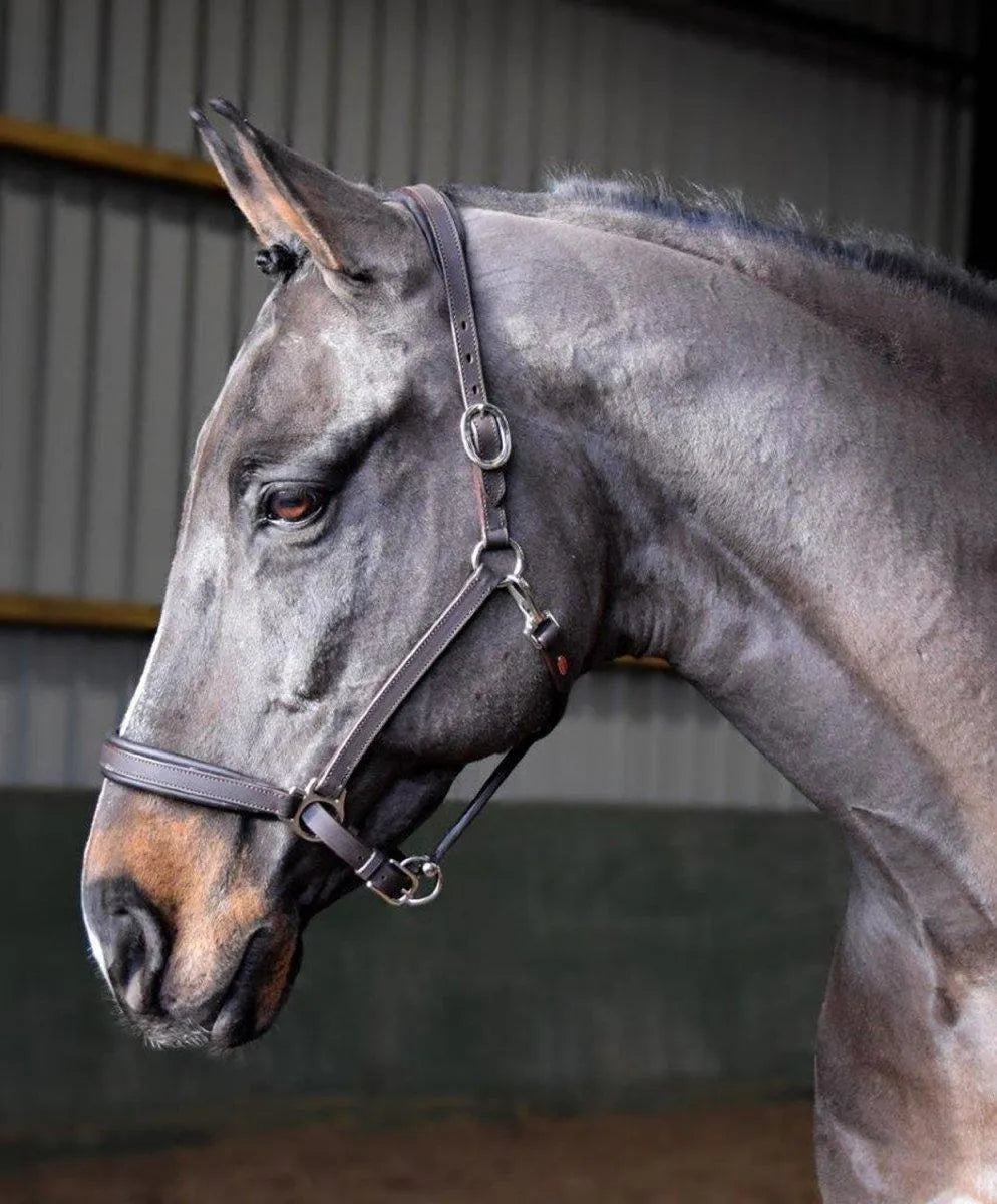 Whitaker Ready To Ride Leather Headcollar - Black - Cob