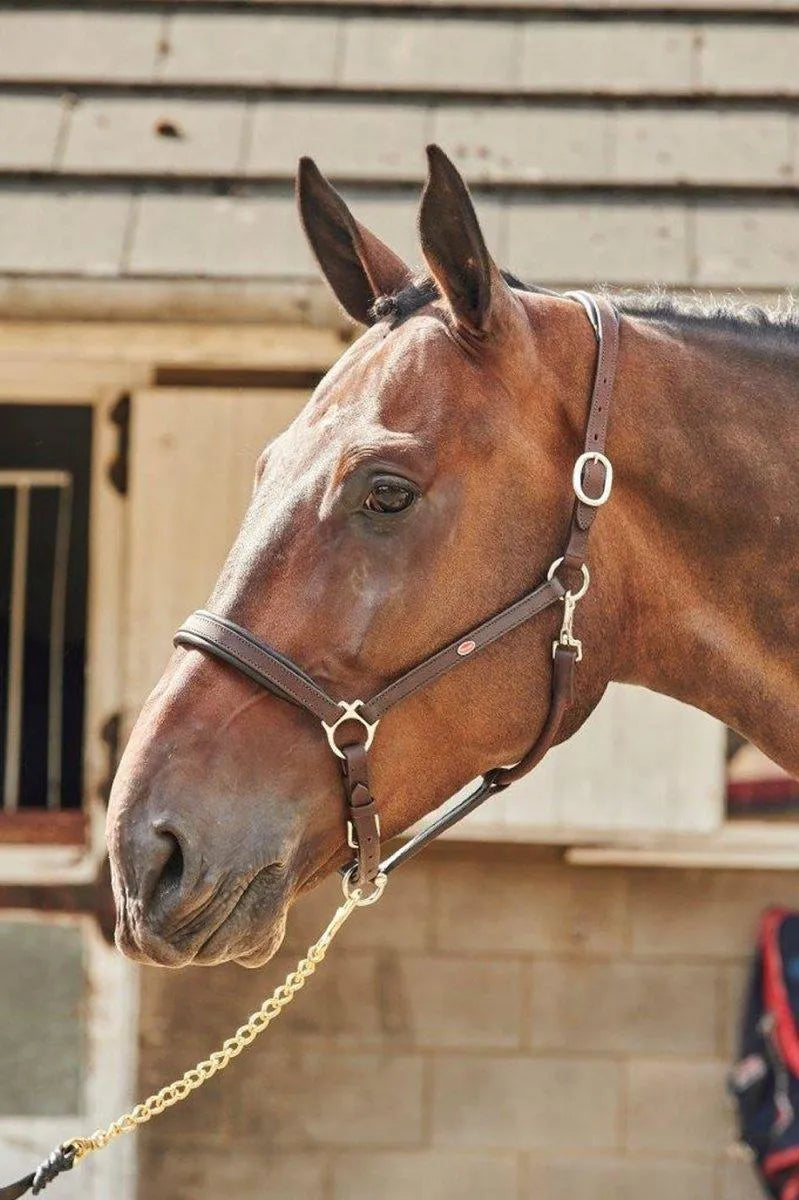 Whitaker Ready To Ride Leather Headcollar - Black - Cob